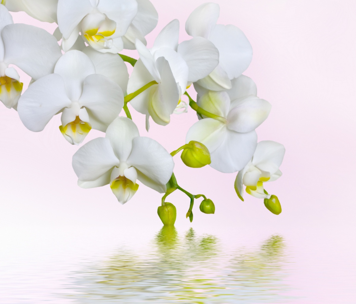 White Orchids wallpaper 1200x1024