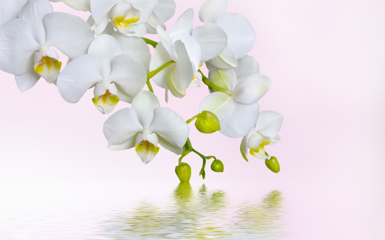 Das White Orchids Wallpaper 1280x800