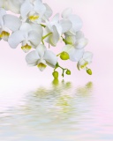White Orchids wallpaper 128x160