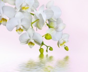 Screenshot №1 pro téma White Orchids 176x144