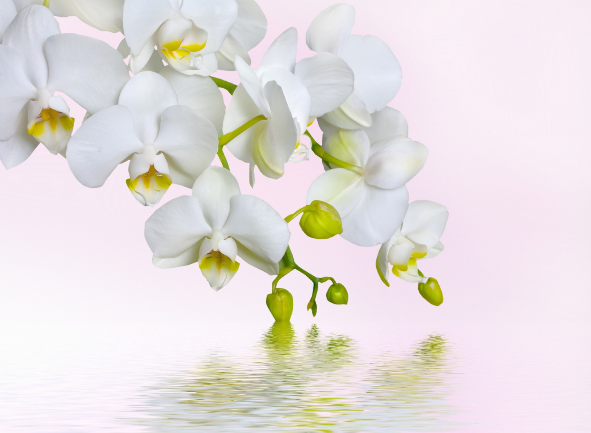 Fondo de pantalla White Orchids 1920x1408