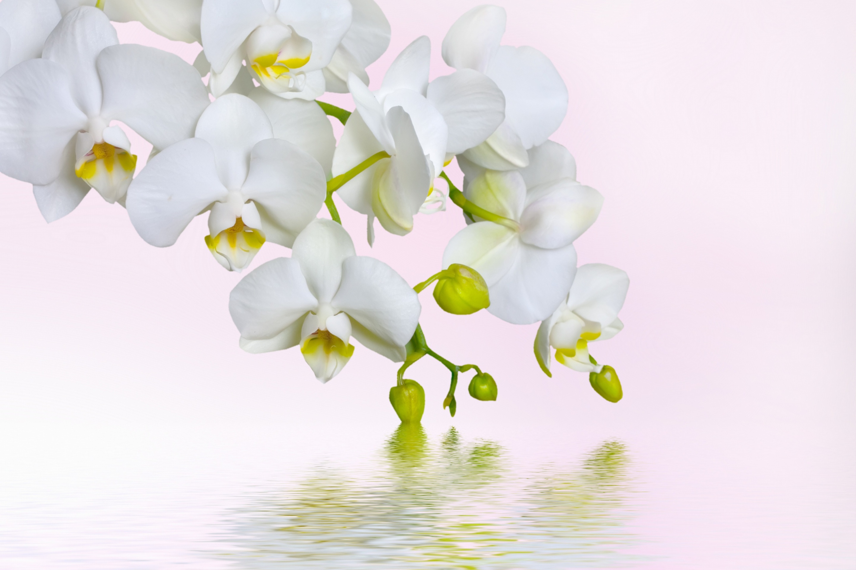 Screenshot №1 pro téma White Orchids 2880x1920