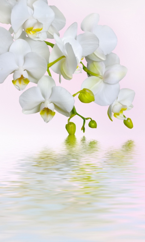 Das White Orchids Wallpaper 480x800
