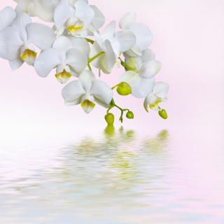 White Orchids - Obrázkek zdarma pro 208x208