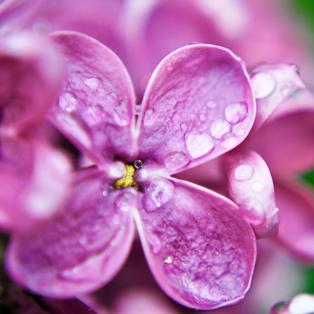 Обои Dew Drops On Purple Lilac Flowers 1024x1024