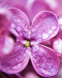 Fondo de pantalla Dew Drops On Purple Lilac Flowers 128x160
