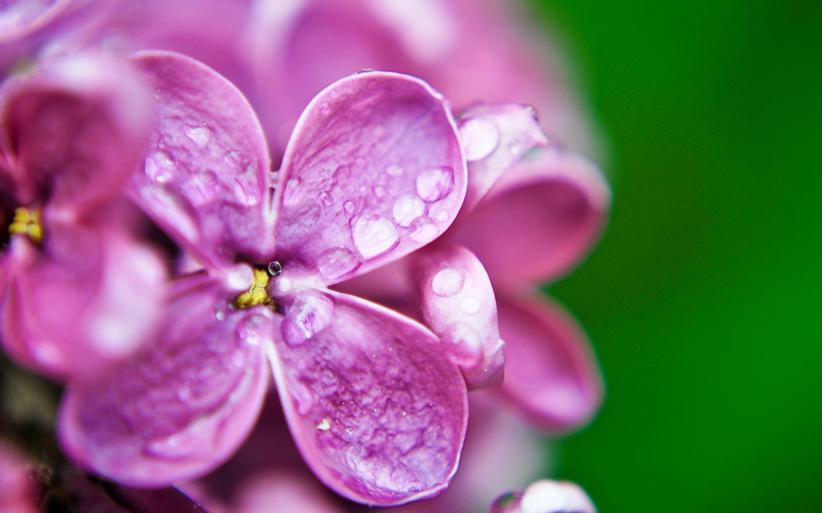 Screenshot №1 pro téma Dew Drops On Purple Lilac Flowers 1680x1050