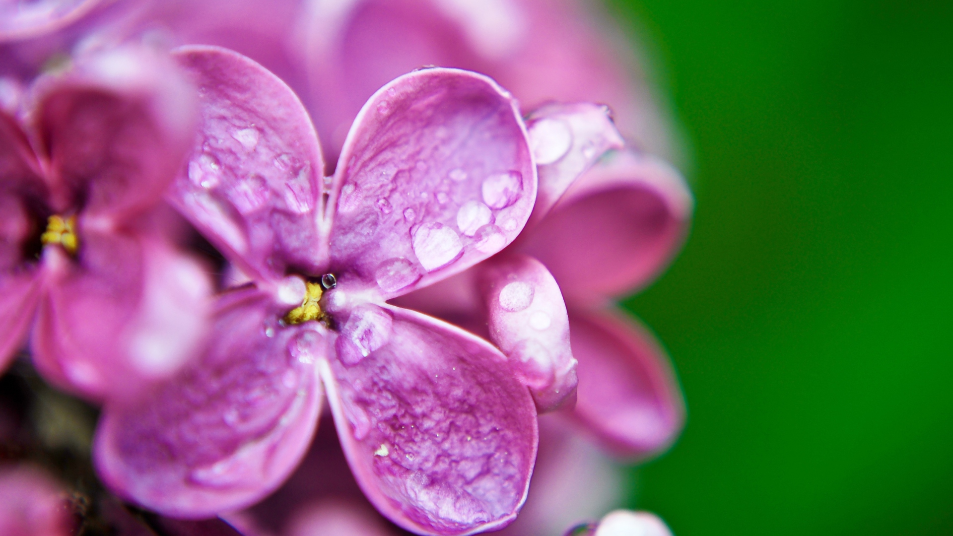 Обои Dew Drops On Purple Lilac Flowers 1920x1080