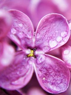Screenshot №1 pro téma Dew Drops On Purple Lilac Flowers 240x320