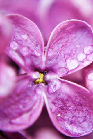 Fondo de pantalla Dew Drops On Purple Lilac Flowers 320x480