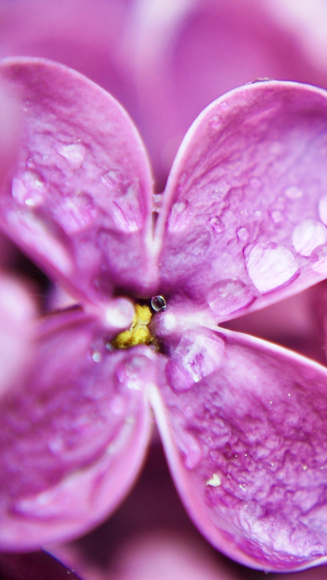 Sfondi Dew Drops On Purple Lilac Flowers 640x1136