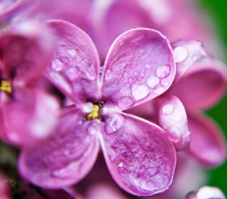 Kostenloses Dew Drops On Purple Lilac Flowers Wallpaper für 128x128