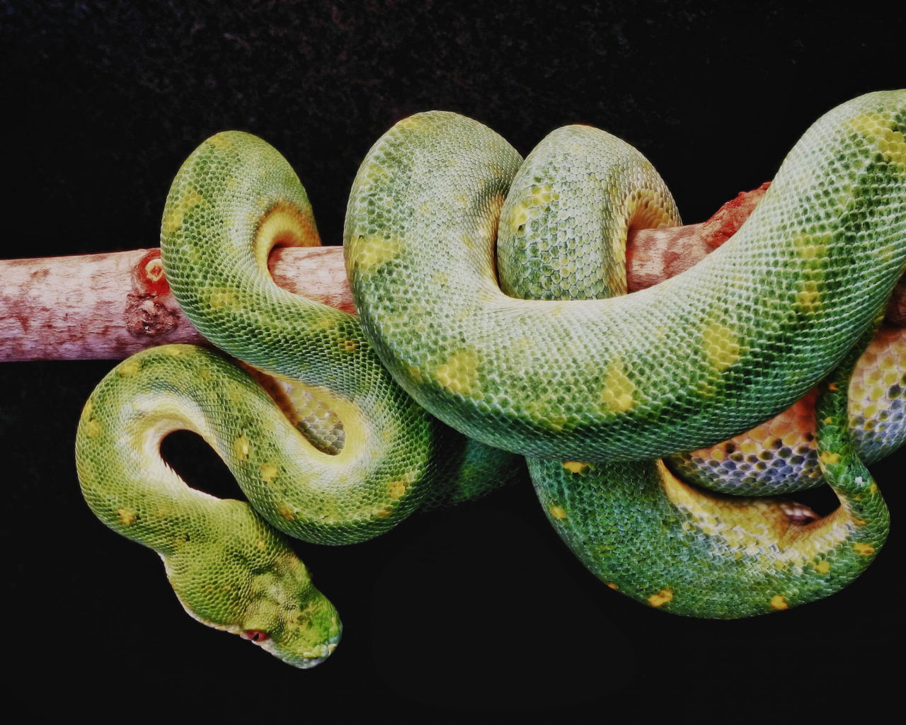 Fondo de pantalla Snake Year 1280x1024