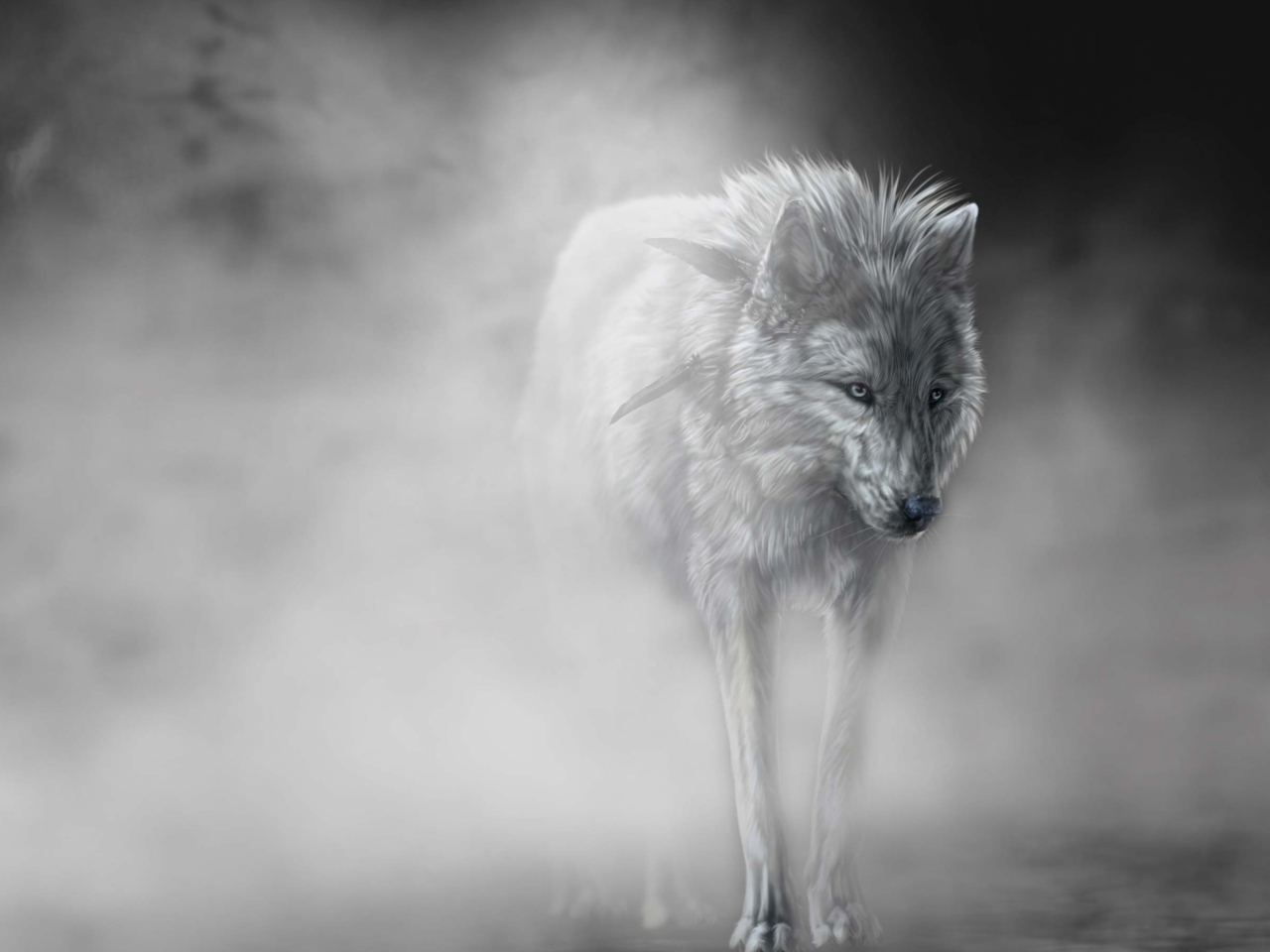 Fondo de pantalla Lonely Wolf 1280x960