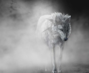 Fondo de pantalla Lonely Wolf 176x144