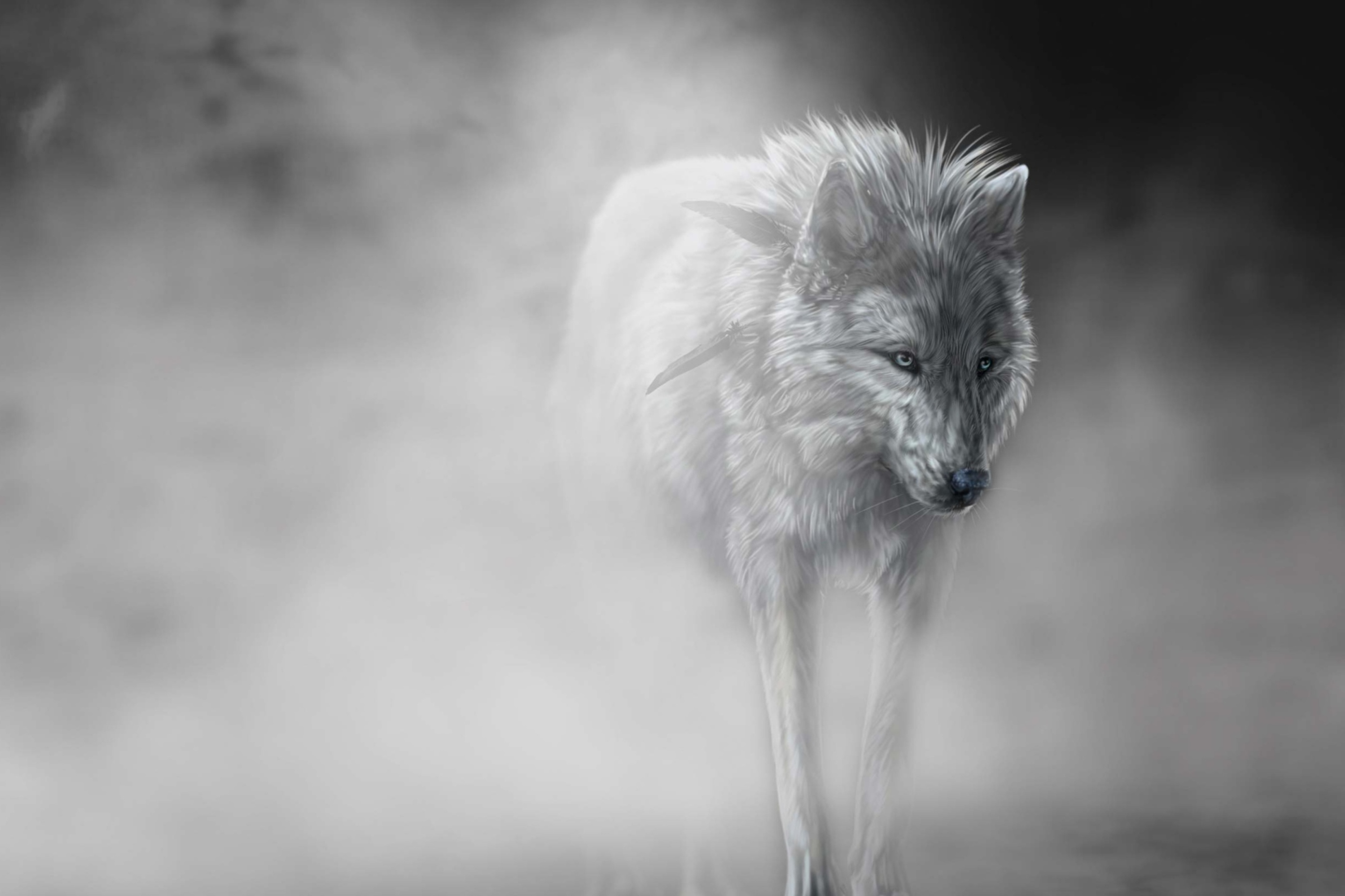 Lonely Wolf wallpaper 2880x1920