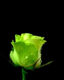 Screenshot №1 pro téma Green Rose 128x160