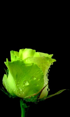 Screenshot №1 pro téma Green Rose 240x400