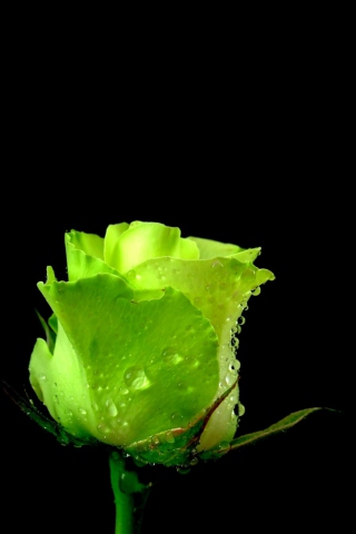 Screenshot №1 pro téma Green Rose 320x480