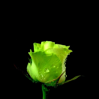 Green Rose - Obrázkek zdarma pro iPad 2