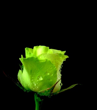 Green Rose - Obrázkek zdarma pro iPhone 6 Plus