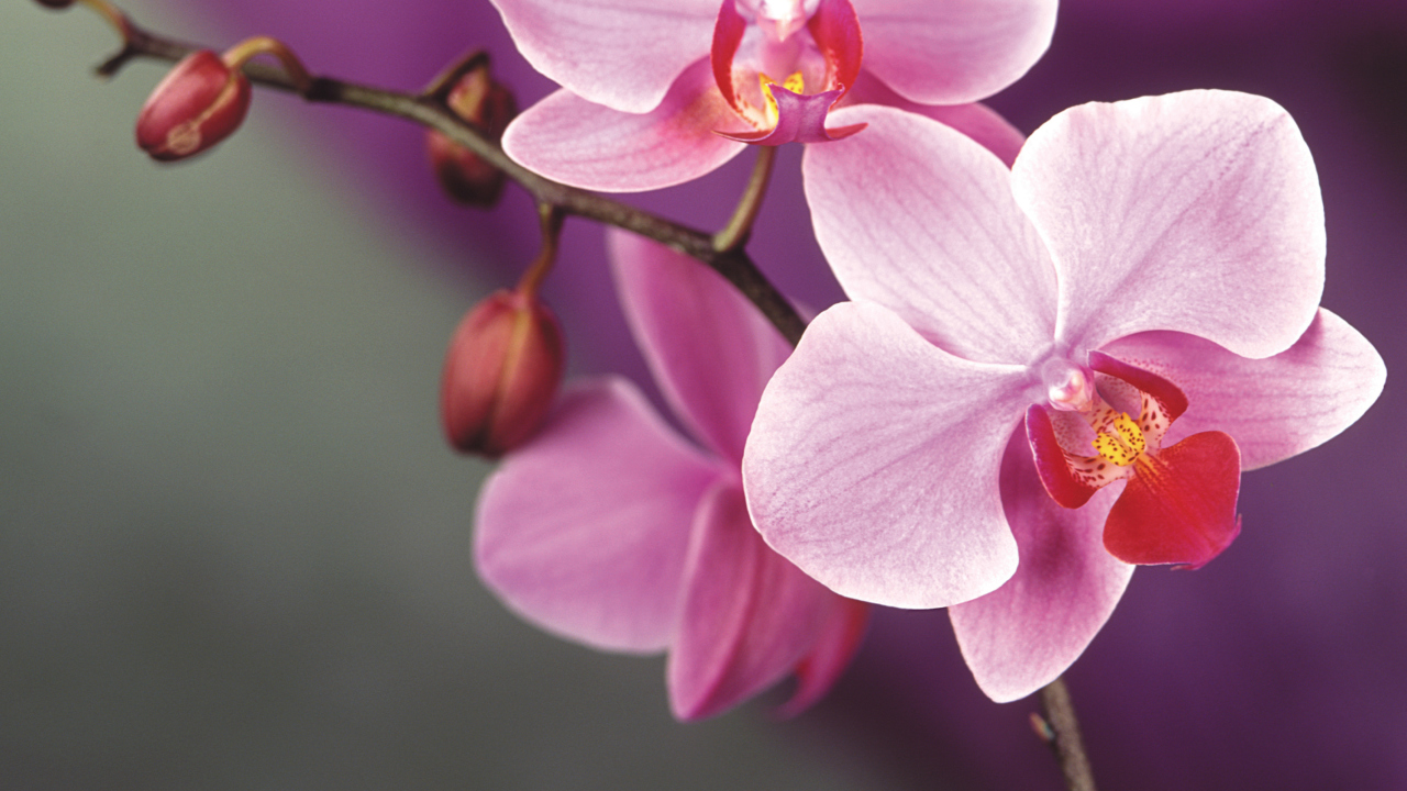 Обои Orchid 1280x720