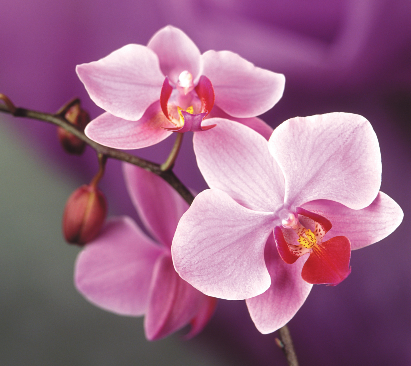 Orchid wallpaper 1440x1280