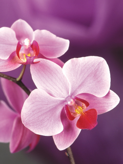 Fondo de pantalla Orchid 240x320