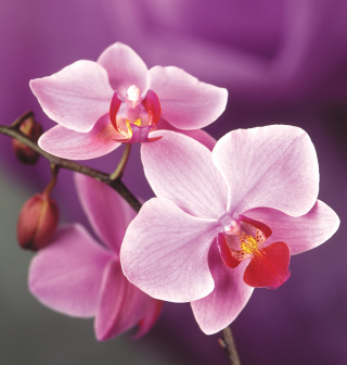 Kostenloses Orchid Wallpaper für iPad 3