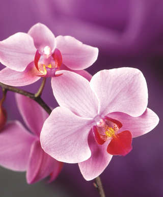 Orchid - Obrázkek zdarma pro Nokia Asha 306