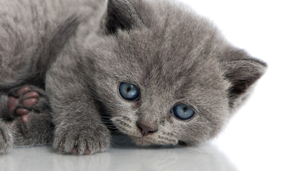 Fondo de pantalla Melancholic blue eyed cat 1024x600
