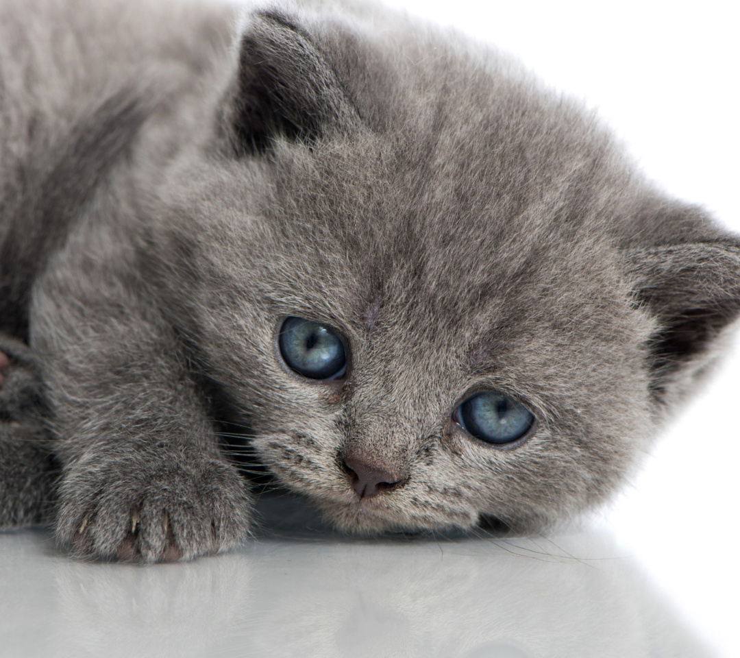 Melancholic blue eyed cat screenshot #1 1080x960