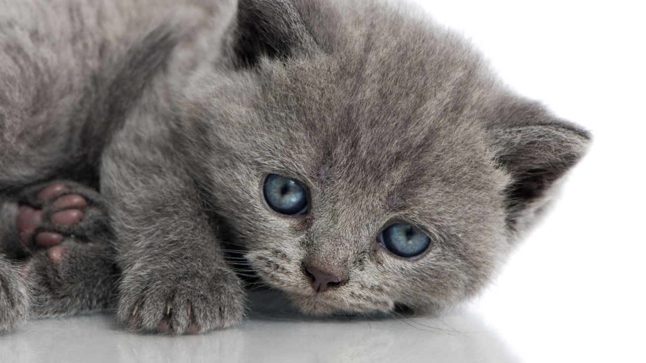 Das Melancholic blue eyed cat Wallpaper 1280x720