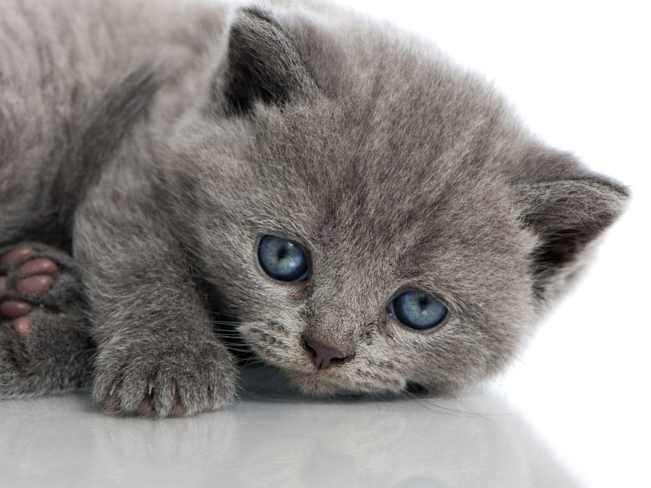 Melancholic blue eyed cat wallpaper 1280x960