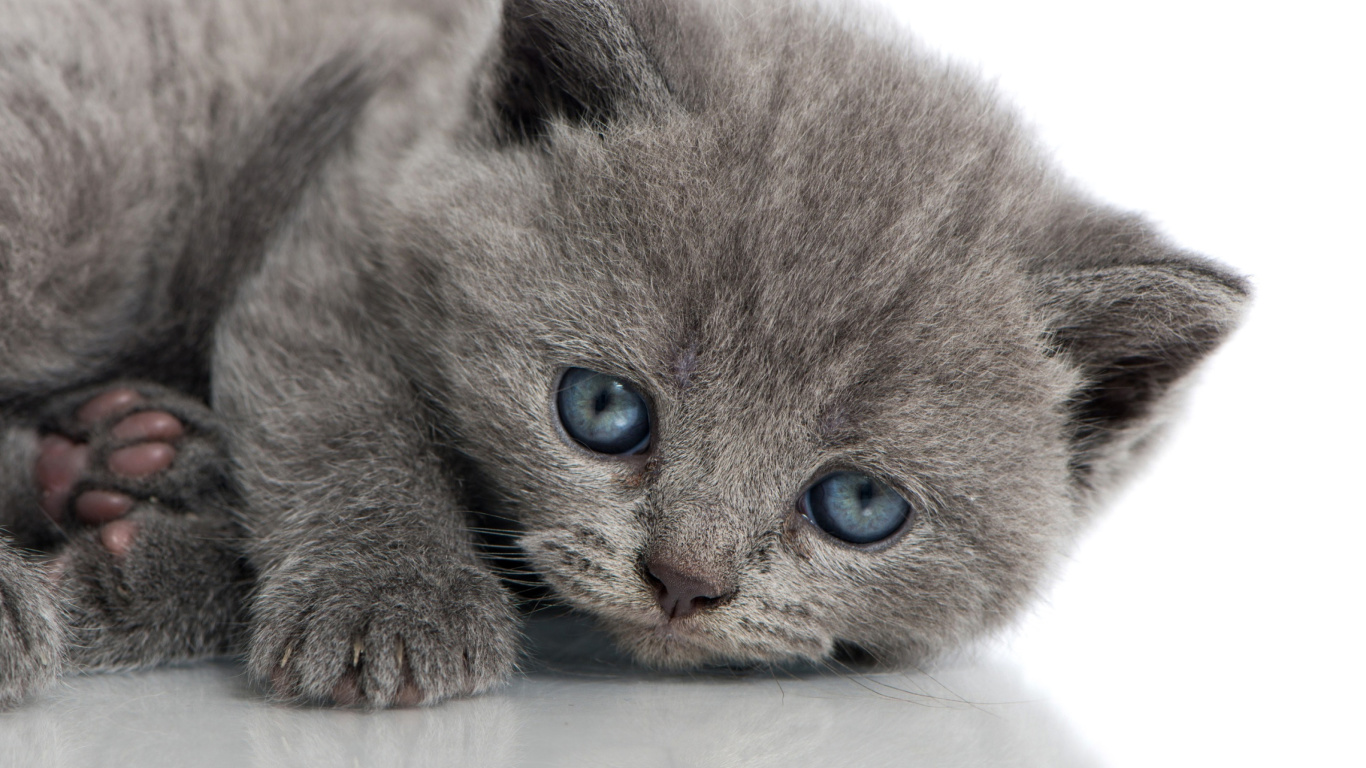 Melancholic blue eyed cat screenshot #1 1366x768