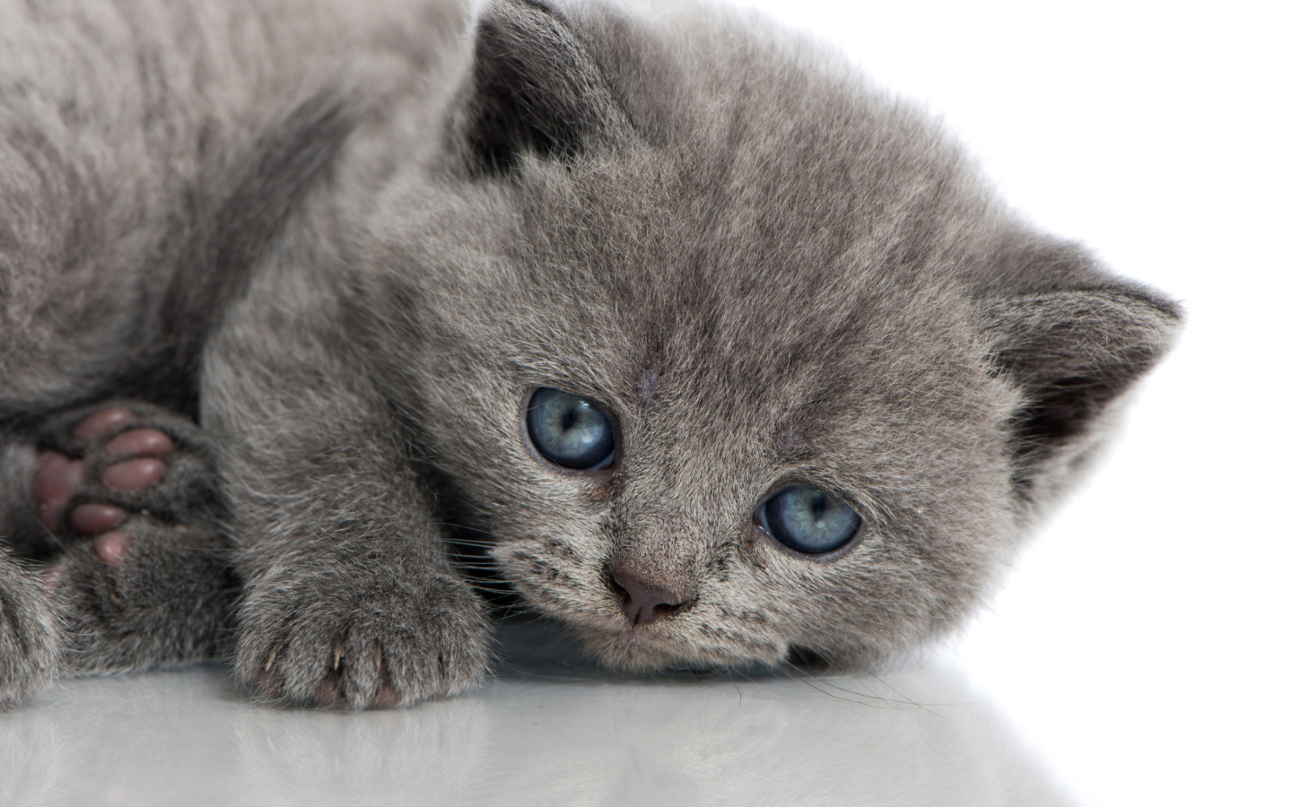 Fondo de pantalla Melancholic blue eyed cat 1440x900