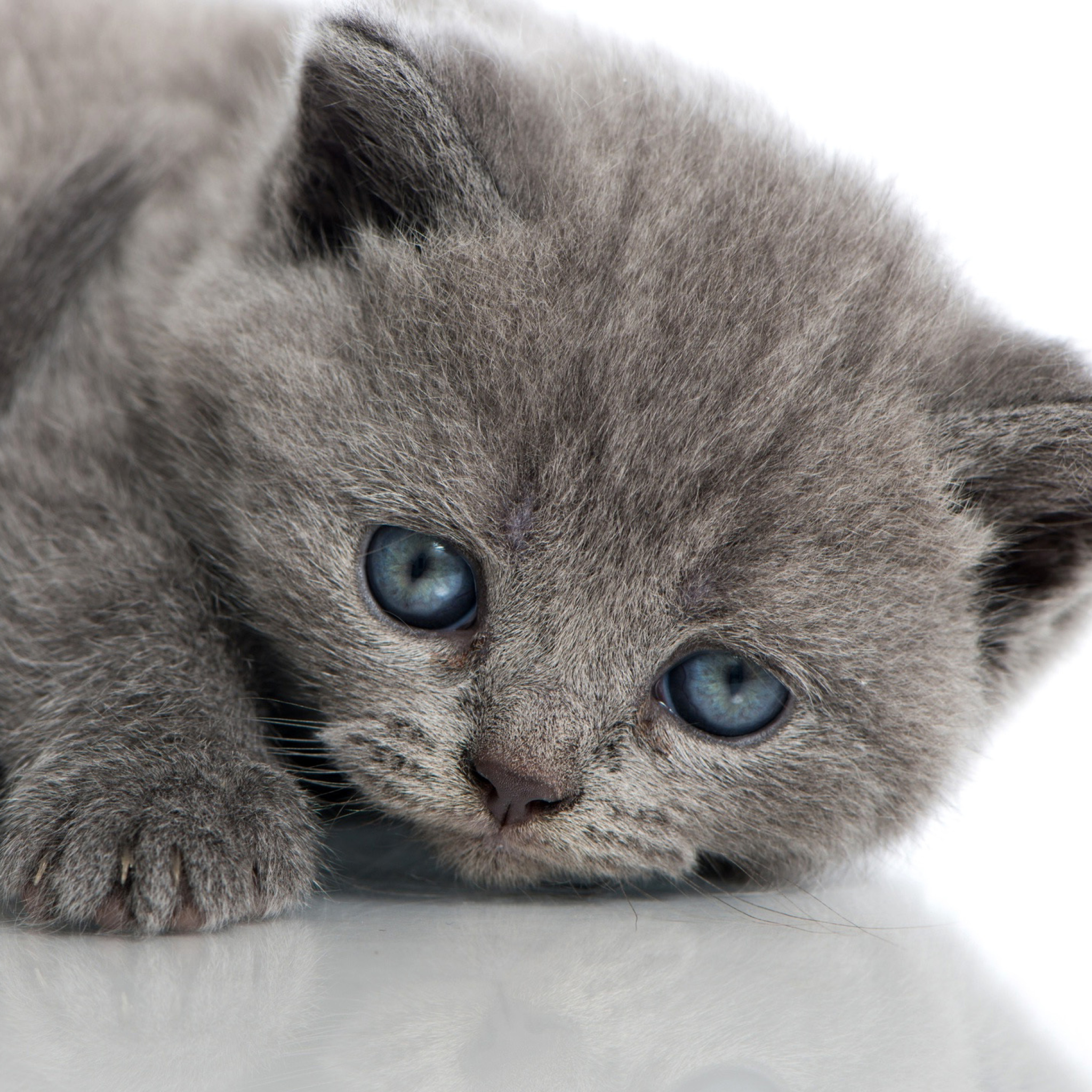 Melancholic blue eyed cat screenshot #1 2048x2048