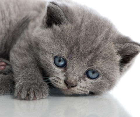 Обои Melancholic blue eyed cat 480x400
