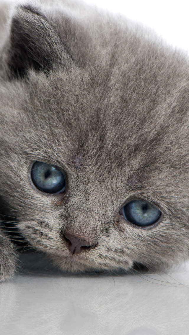 Das Melancholic blue eyed cat Wallpaper 640x1136