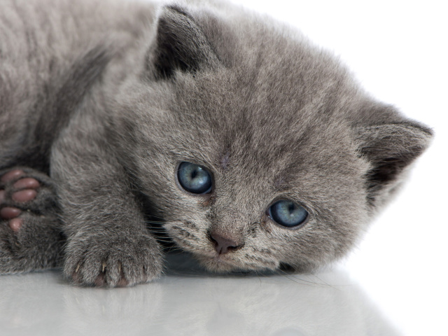 Melancholic blue eyed cat screenshot #1 640x480