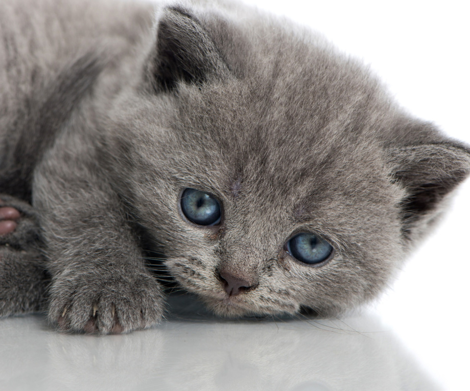 Melancholic blue eyed cat screenshot #1 960x800