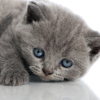 Melancholic blue eyed cat Wallpaper for iPad mini 2