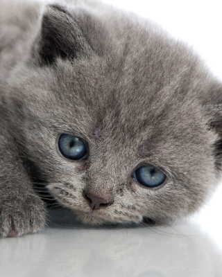 Melancholic blue eyed cat - Obrázkek zdarma pro 132x176