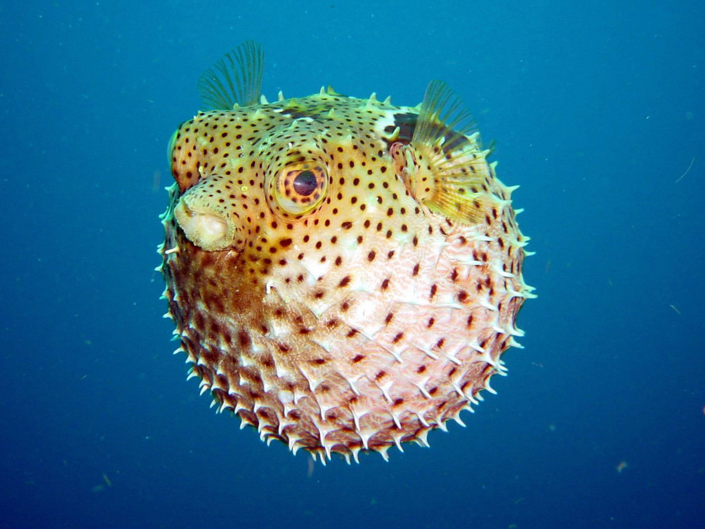 Screenshot №1 pro téma Puffer Fish, diving 1400x1050