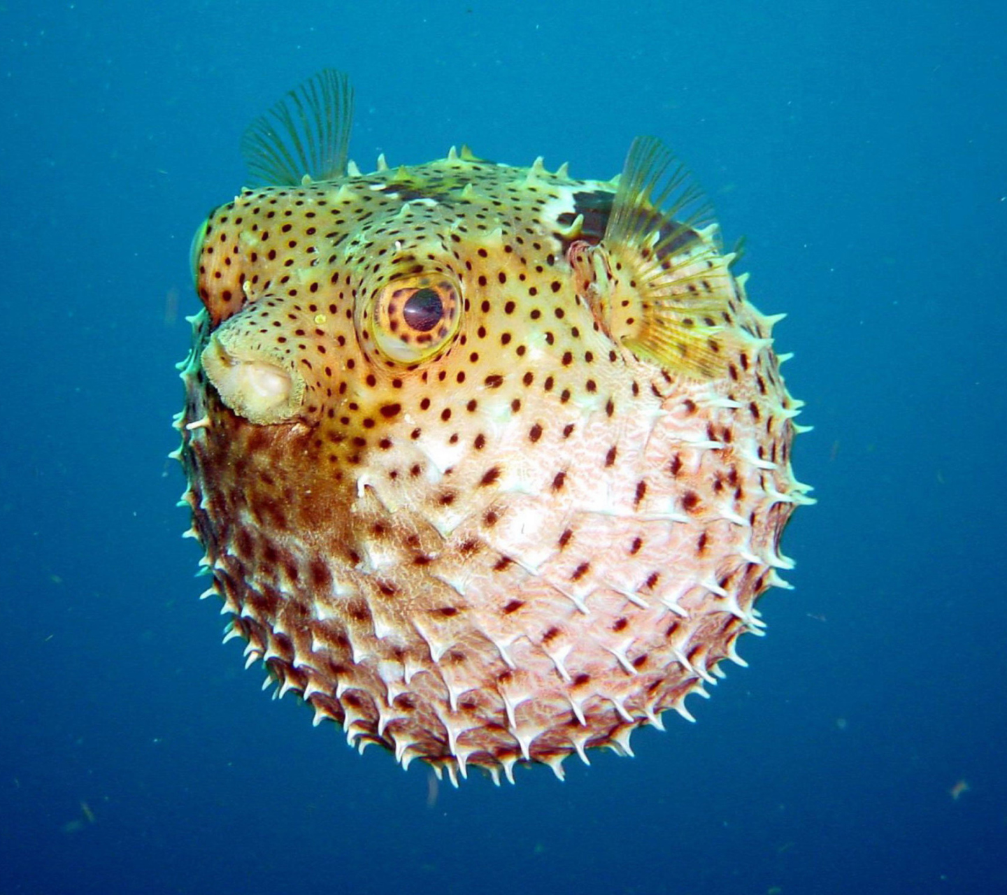 Puffer Fish, diving wallpaper 1440x1280