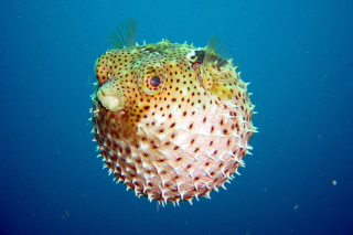 Puffer Fish, diving - Obrázkek zdarma pro Samsung Galaxy Tab 3 10.1