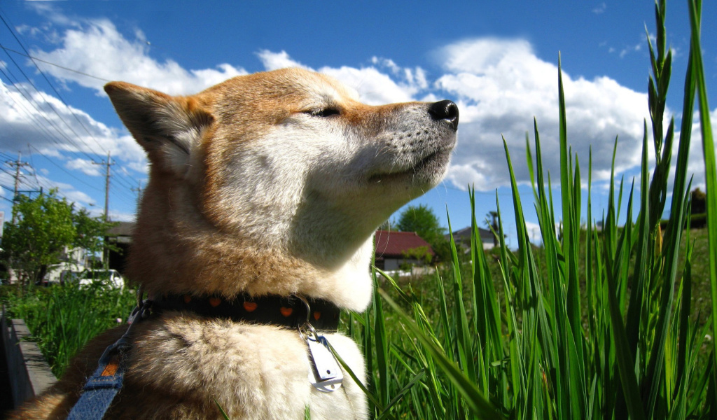 Akita Inu Dog screenshot #1 1024x600