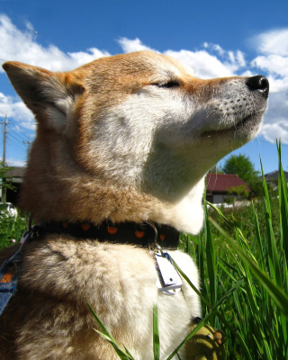 Akita Inu Dog - Obrázkek zdarma pro Nokia X2
