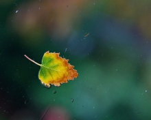 Screenshot №1 pro téma Lonely Autumn Leaf 220x176