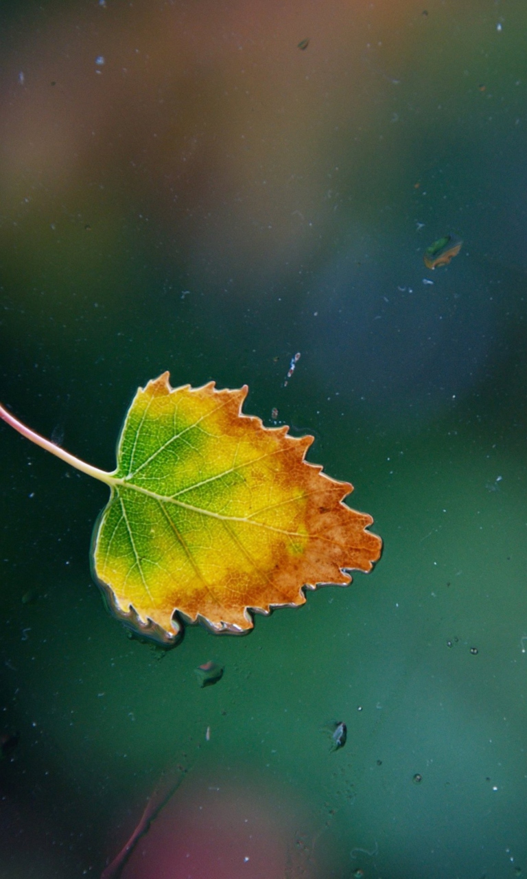 Das Lonely Autumn Leaf Wallpaper 768x1280